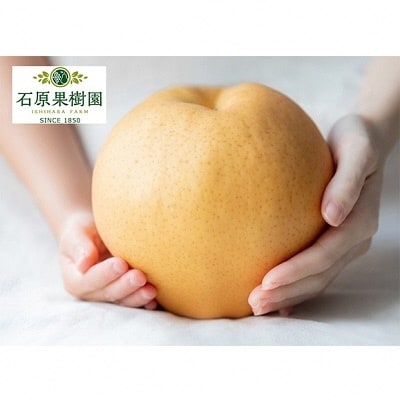石原果樹園 備前横綱梨 超大玉1玉 1.5kg～1.7kg未満 特選箱[No.5735-1146]