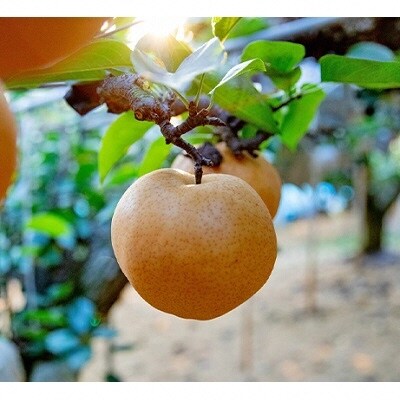 石原果樹園 備前横綱梨 超大玉2玉(1玉1.5kg～1.7kg未満)[No.5735-1147]