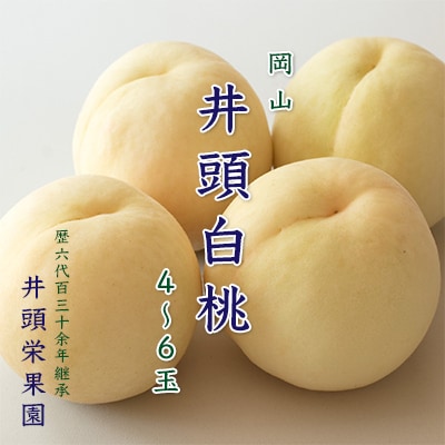[2025年先行受付] 井頭 白桃 4～6玉入り 岡山県産 井頭栄果園 [No.5735-1143]