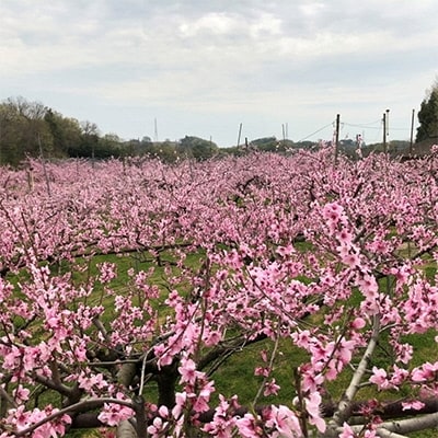 [2026年先行受付] 井頭 白桃 4～6玉入り 岡山県産 井頭栄果園 [No.5735-1143]