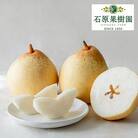 【先行受付】備前乙女梨(鴨梨) 3～4玉 合計約2kg  岡山県産 [No.5735-1158]