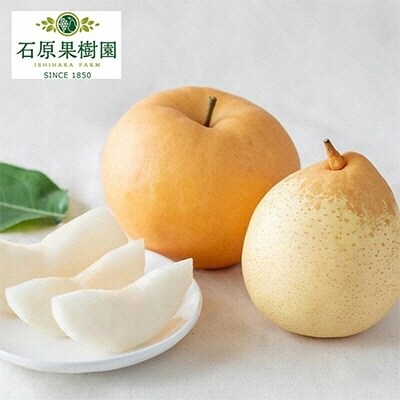 備前横綱梨(あたご梨)1玉・備前乙女梨(鴨梨)2～3玉 詰合せ 岡山県産[No.5735-1161]
