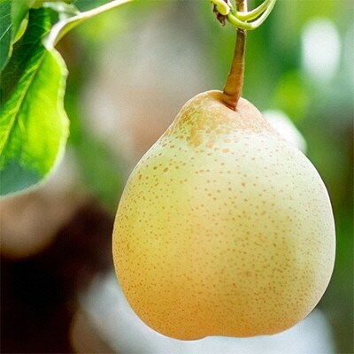 備前横綱梨(あたご梨)2玉・備前乙女梨(鴨梨)4～6玉 詰合せ 岡山県産[No.5735-1163]