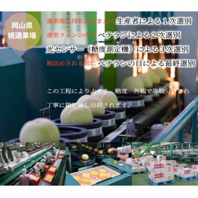 岡山 白桃 ロイヤル 5～10玉 約2.4kg (早生種・中生種)[No.5735-1207]