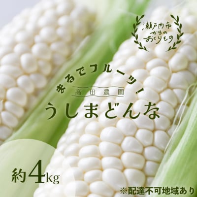 生で甘い、茹でて美味い!牛窓産 白色とうもろこし「うしまどんな」約4kg[No.5735-1233]