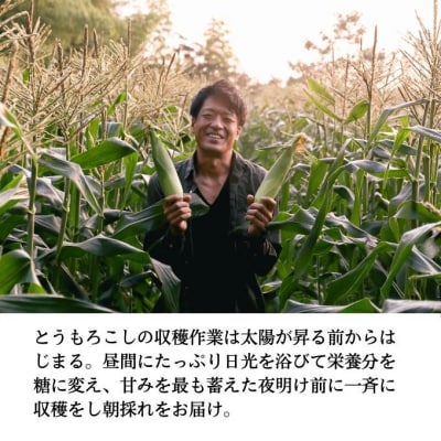 生で甘い、茹でて美味い!牛窓産 白色とうもろこし「うしまどんな」約4kg[No.5735-1233]