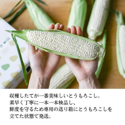 生で甘い、茹でて美味い!牛窓産 白色とうもろこし「うしまどんな」約4kg[No.5735-1233]