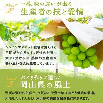 シャイン マスカット 晴王 3～5房(8月上旬～9月下旬発送分)岡山県産[No.5735-1231]
