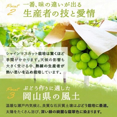 シャインマスカット晴王 3～5房(10月上旬～11月下旬発送分)岡山県産[No.5735-1232]