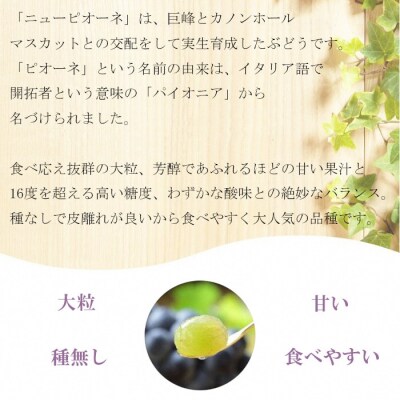 【2026年先行受付】ニュー ピオーネ 約500g×2房 岡山県産[No.5735-1247]