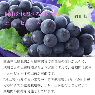 【2025年先行受付】ニュー ピオーネ 約500g×2房 岡山県産[No.5735-1247]