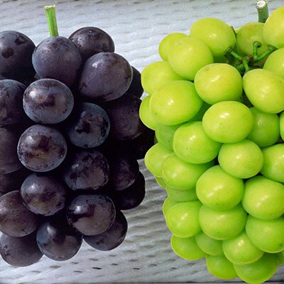 【2026年先行受付】種無しぶどう詰合せ2房 計1.2kg以上 岡山県産[No.5735-1429]