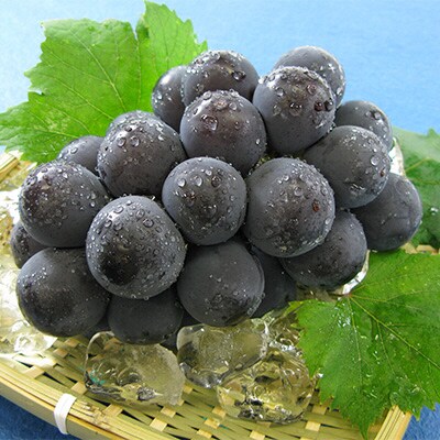 【2026年先行受付】ニュー ピオーネ 1房 600g以上 岡山県産 [No.5735-1430]