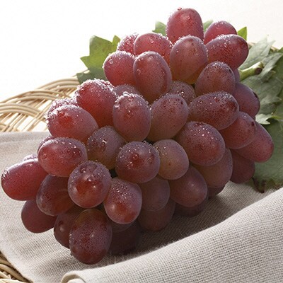  【2026年先行受付】冬ぶどう 紫苑 1房 700g以上 岡山 [No.5735-1431]