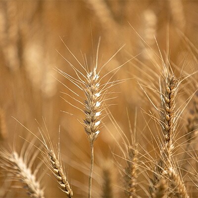 冷凍 かけ うどん 200g×5袋(出汁×5袋つき)備前福岡一文字うどん[No.5735-1315]