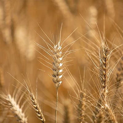 冷凍ざるうどん 200g×5袋(つけ汁90g×5袋)備前福岡一文字うどん[No.5735-1317]