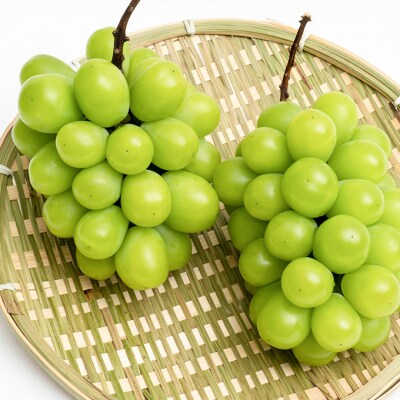 【2026年先行受付】シャインマスカット晴王 2房  化粧箱入 岡山県産[No.5735-1461]