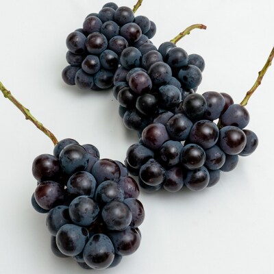 【2026年先行受付】ニュー ピオーネ 4房(1房480g以上)岡山県産[No.5735-1463]