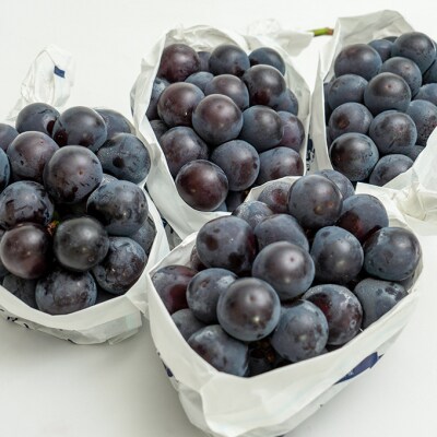 【2026年先行受付】ニュー ピオーネ 4房(1房480g以上)岡山県産[No.5735-1463]