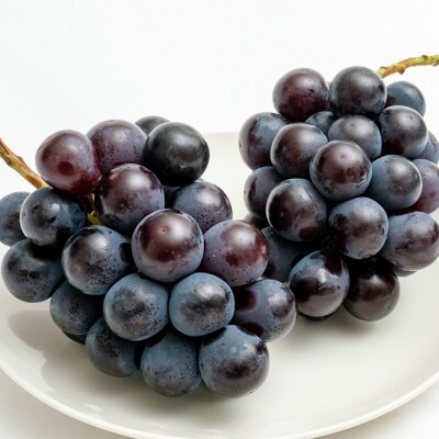 【2026年先行受付】ニュー ピオーネ 2房(1房600g以上)岡山県産[No.5735-1465]