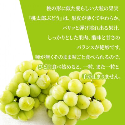 【2025年先行受付】桃太郎 ぶどう 2房(1房480g以上)岡山県産 [No.5735-1472]