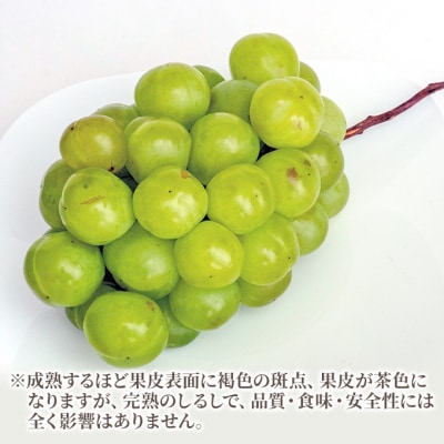 【2026年先行受付】瀬戸ジャイアンツ 2房(1房480g以上)岡山県産[No.5735-1473]