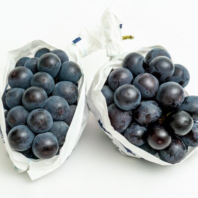 【2026年先行受付】ニュー ピオーネ 2房(1房480g以上)岡山県産[No.5735-1464]