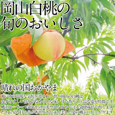 【2025年先行受付】 岡山の 白桃 250g以上×6玉 岡山県産 [No.5735-1327]