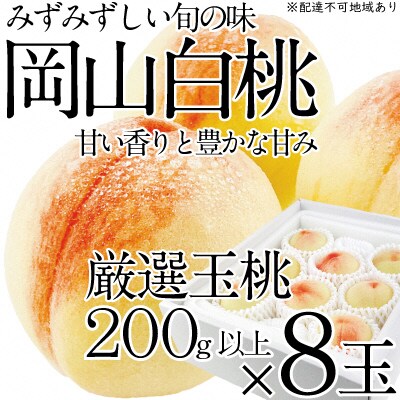  【2025年先行受付】 岡山の 白桃 200g以上×8玉 岡山県産 [No.5735-1326]