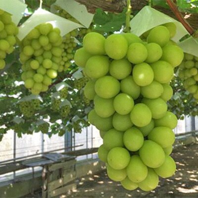 越冬 ぶどう シャイン マスカット 2房 (1房 約900g)岡山県産 [No.5735-1491]