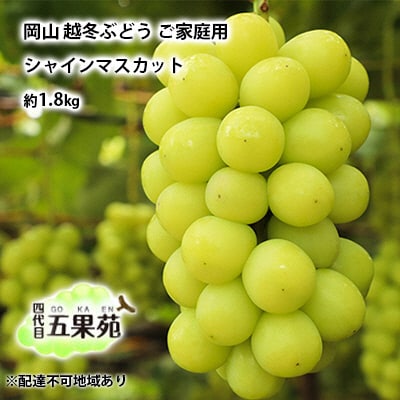越冬 ぶどう ご家庭用 シャインマスカット 約1.8kg   岡山県産 [No.5735-1494]