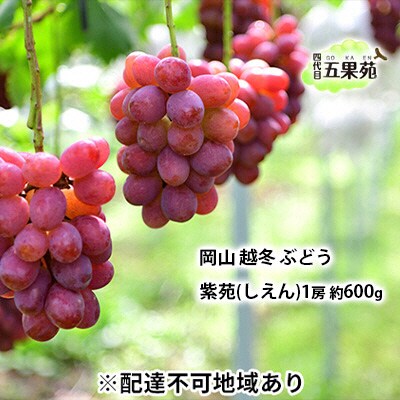 越冬 ぶどう 紫苑 (しえん)1房 約600g  岡山県産 [No.5735-1495]