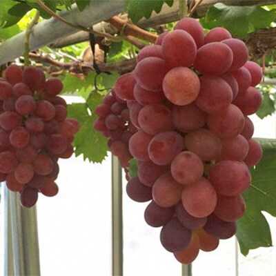 越冬 ぶどう 紫苑 (しえん)1房 約600g  岡山県産 [No.5735-1495]