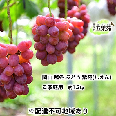 越冬 ぶどう ご家庭用 紫苑 (しえん)約1.2kg   岡山県産 [No.5735-1501]