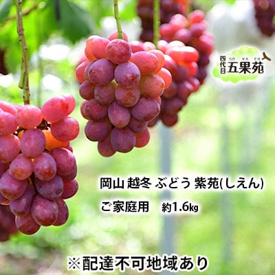 越冬 ぶどう ご家庭用 紫苑 (しえん)約1.6kg   岡山県産 [No.5735-1502]