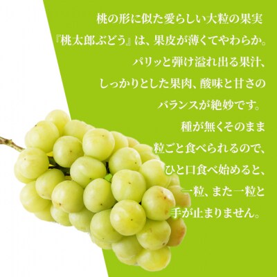 【2026年先行受付】桃太郎ぶどう 1房 約670g 化粧箱入 岡山県産[No.5735-1457]