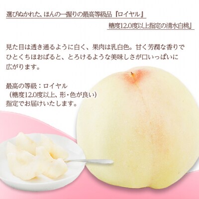 清水白桃 8玉 (1玉200g以上) 等級:ロイヤル 化粧箱入 岡山県産[No.5735-1572]