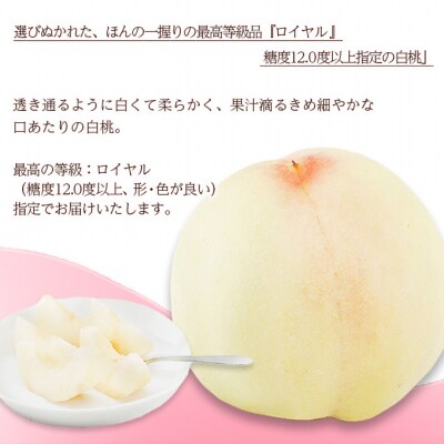 白桃 8玉 (1玉200g以上) 等級:ロイヤル 化粧箱入り 岡山県産 [No.5735-1575]
