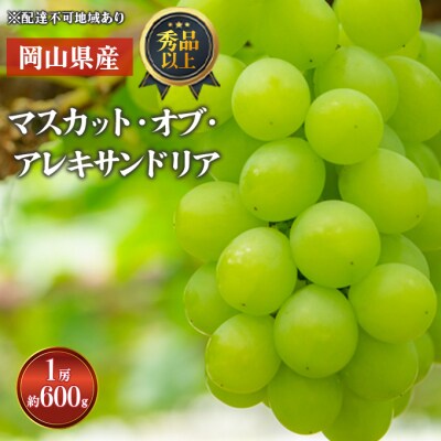 マスカット・オブ・アレキサンドリア 1房 秀品以上 化粧箱入り 岡山県産[No.5735-1577]