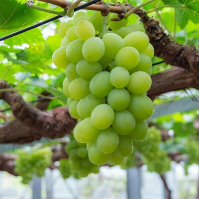 マスカット・オブ・アレキサンドリア 1房 秀品以上 化粧箱入り 岡山県産[No.5735-1577]