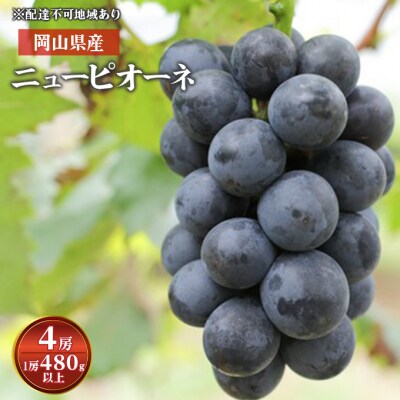 ニューピオーネ 4房 (1房 480g以上) 化粧箱入り 岡山県産[No.5735-1580]