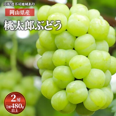  桃太郎ぶどう 2房 (1房 480g以上) 化粧箱入り 岡山県産[No.5735-1589]