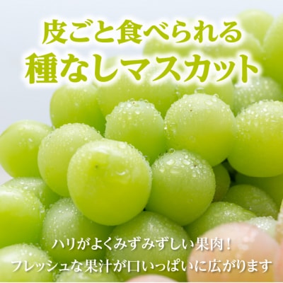 ご家庭用 シャインマスカット晴王 優品 2房(露地栽培)岡山県産[No.5735-1604]