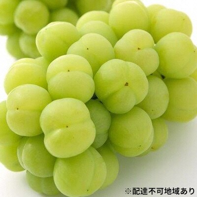 桃太郎 ぶどう 1房 700g以上 (露地栽培) 贈答用 岡山県産[No.5735-1594] | ふるさと納税のお礼品