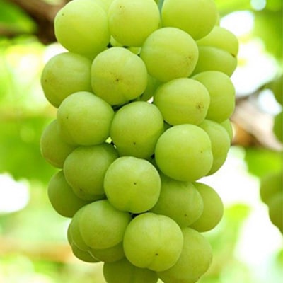  桃太郎 ぶどう 1房 680g以上(露地栽培)贈答用 岡山県産 [No.5735-1594]