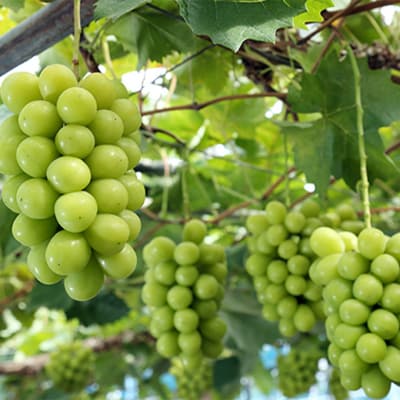 ご家庭用 シャインマスカット晴王 優品 3房(露地栽培)岡山県産[No.5735-1605]