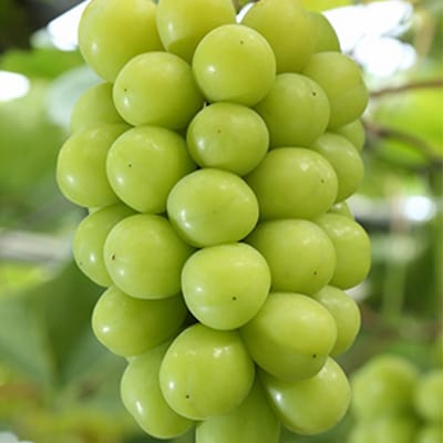 ご家庭用 シャインマスカット晴王 優品 3房(露地栽培)岡山県産[No.5735-1605]