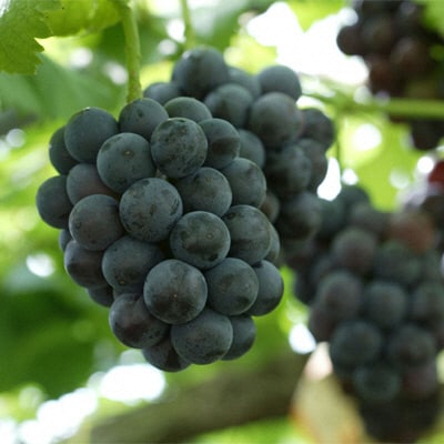 ニュー ピオーネ  1房  680g以上(ハウス栽培) 岡山県産  [No.5735-1608]