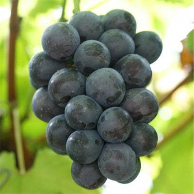 ニュー ピオーネ  1房  680g以上(ハウス栽培) 岡山県産  [No.5735-1608]