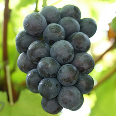 ニュー ピオーネ  2房(1房 580g以上  露地栽培)岡山県産  [No.5735-1610]